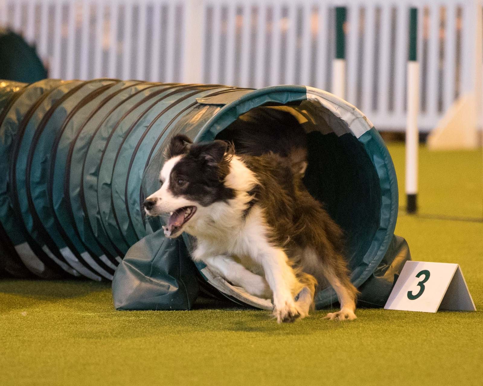 CHANNEL 4 UPS 2018 CRUFTS COVERAGE
